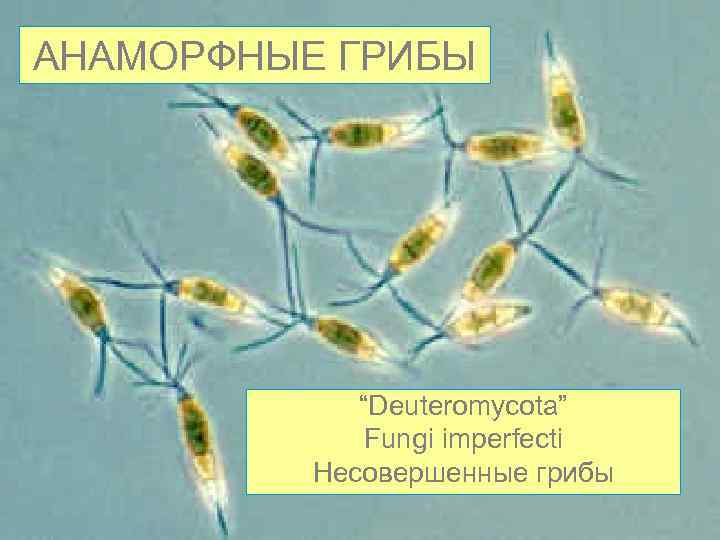 АНАМОРФНЫЕ ГРИБЫ “Deuteromycota” Fungi imperfecti Несовершенные грибы 