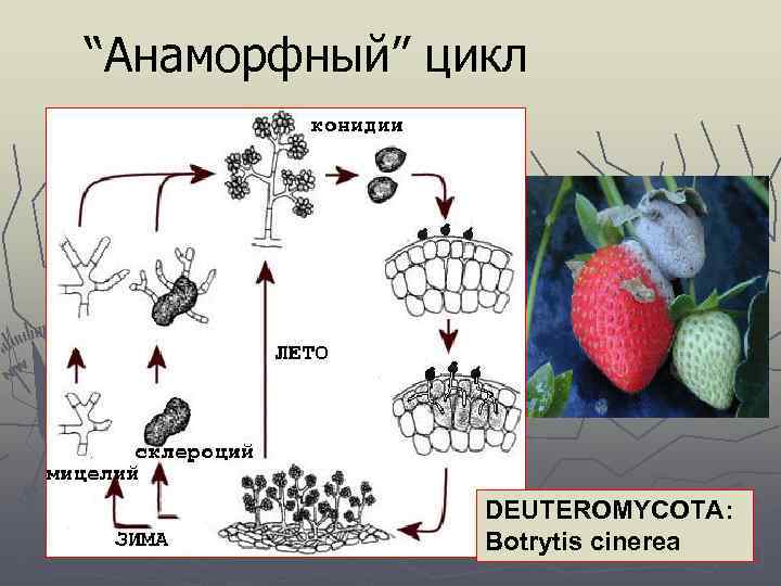 “Анаморфный” цикл DEUTEROMYCOTA: Botrytis cinerea 
