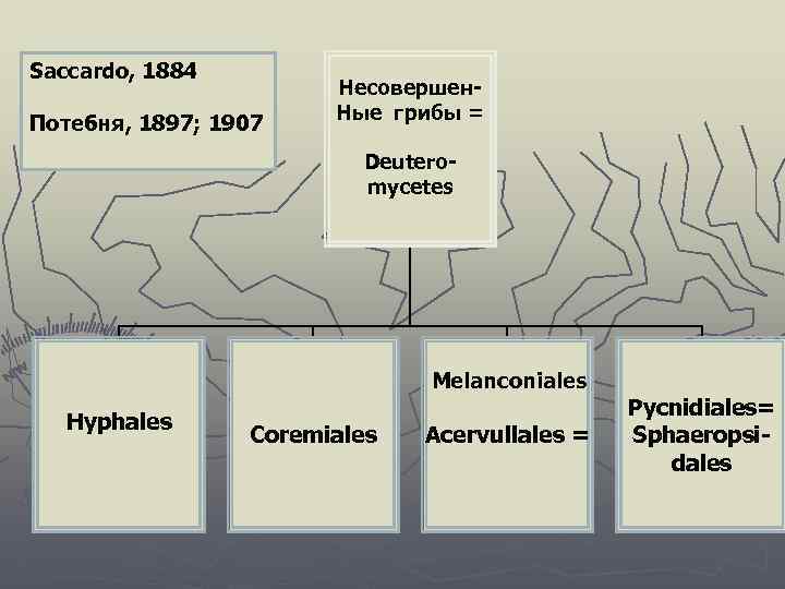 Saccardo, 1884 Потебня, 1897; 1907 Несовершен. Ные грибы = Deuteromycetes Melanconiales Hyphales Coremiales Acervullales