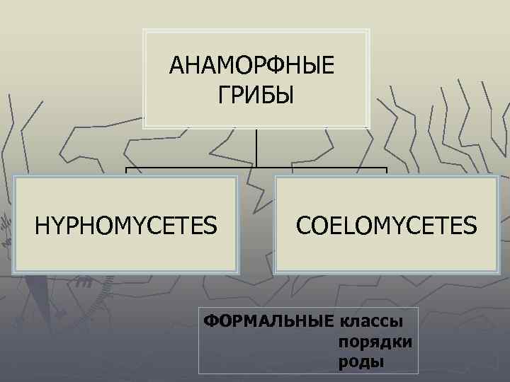 АНАМОРФНЫЕ ГРИБЫ HYPHOMYCETES COELOMYCETES ФОРМАЛЬНЫЕ классы порядки роды 