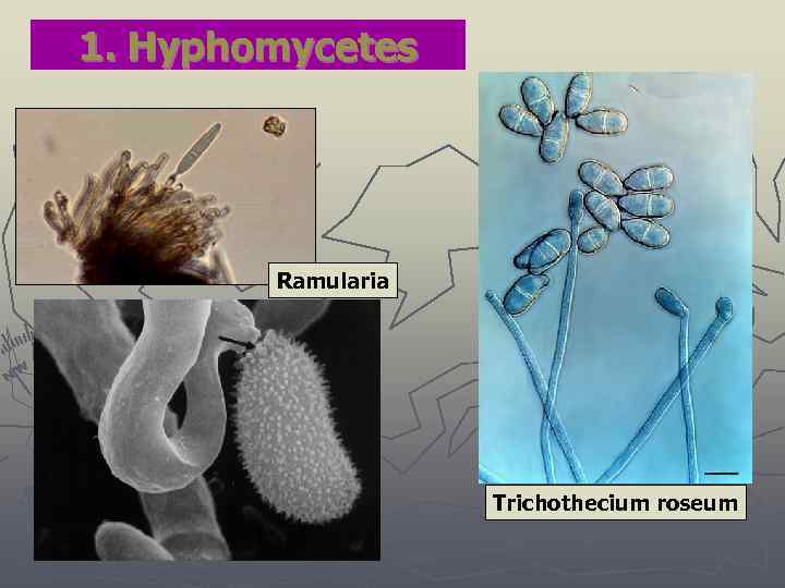 1. Hyphomycetes Ramularia Trichothecium roseum 