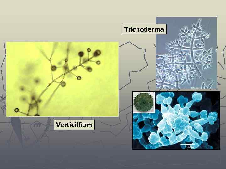 Trichoderma Verticillium 