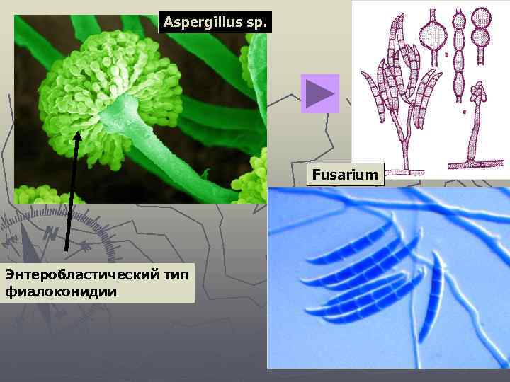Aspergillus sp. Fusarium Энтеробластический тип фиалоконидии 