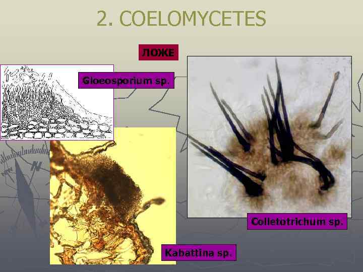 2. COELOMYCETES ЛОЖЕ Gloeosporium sp. Colletotrichum sp. Kabattina sp. 