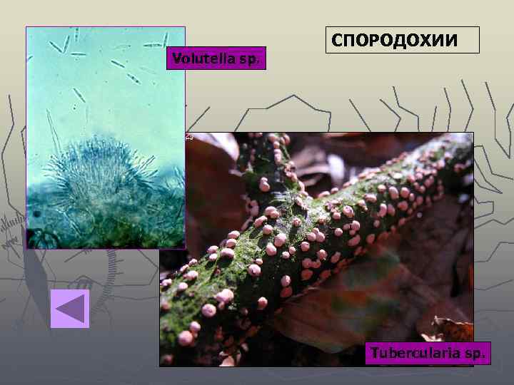 Volutella sp. СПОРОДОХИИ Tubercularia sp. 