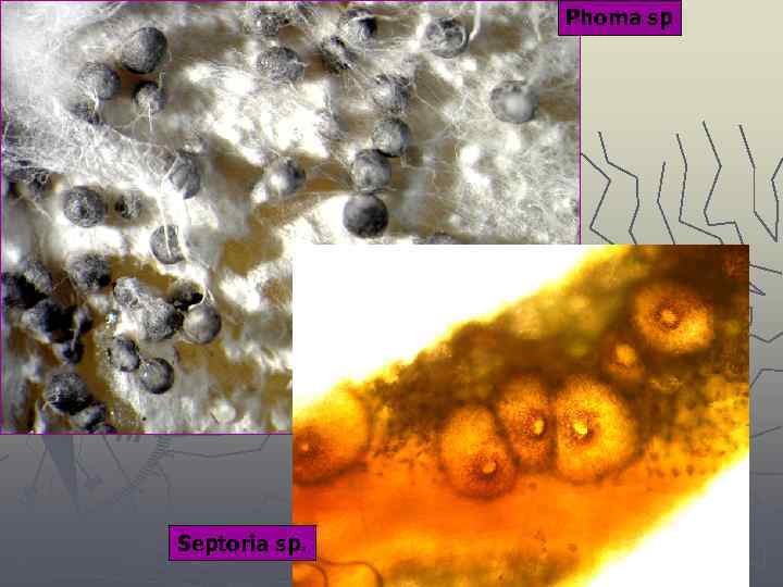 Phoma sp Septoria sp. 