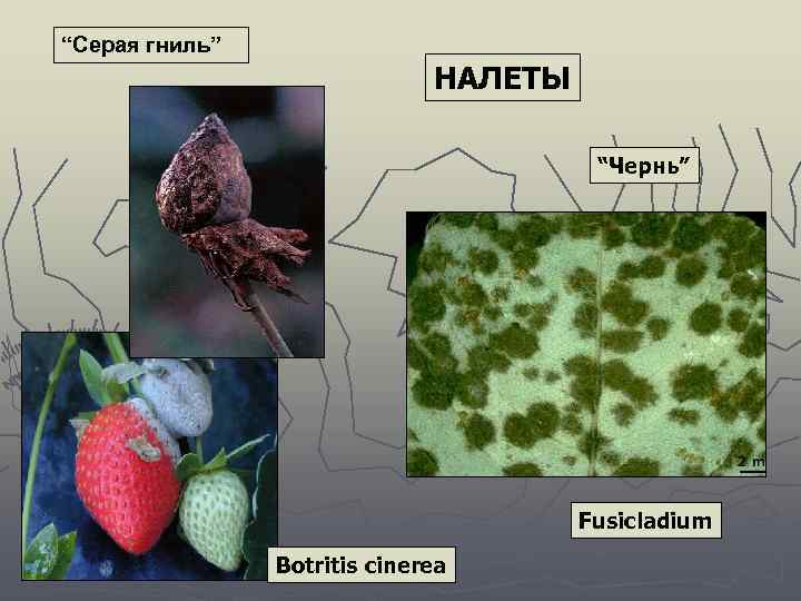 “Серая гниль” НАЛЕТЫ “Чернь” Fusicladium Botritis cinerea 