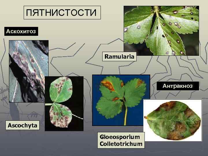 ПЯТНИСТОСТИ Аскохитоз Ramularia Антракноз Ascochyta Gloeosporium Colletotrichum 
