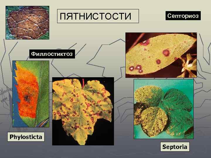 ПЯТНИСТОСТИ Септориоз Филлостиктоз Phylosticta Septoria 