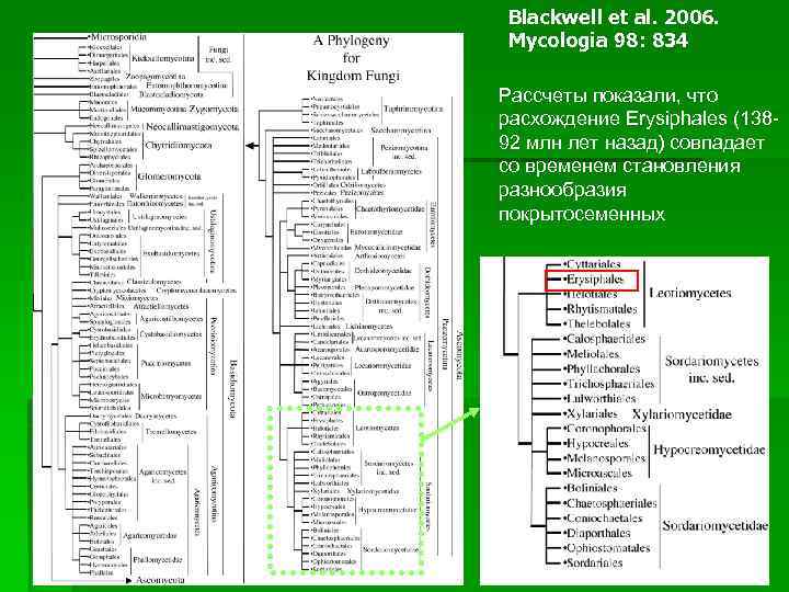 Blackwell et al. 2006. Mycologia 98: 834 Рассчеты показали, что расхождение Erysiphales (13892 млн