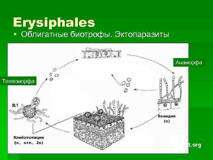 Erysiphales § Облигатные биотрофы. Эктопаразиты Анаморфа Телеоморфа From APSnet. org 