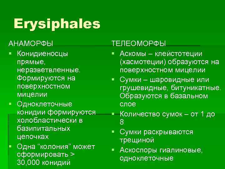 Erysiphales АНАМОРФЫ § Конидиеносцы прямые, неразветвленные. Формируются на поверхностном мицелии § Одноклеточные конидии формируются