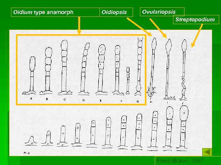 Oidium type anamorph Oidiopsis Ovulariopsis Streptopodium From Braun, 1987 