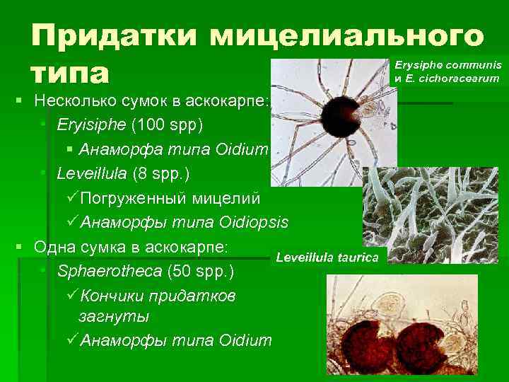 Придатки мицелиального типа Erysiphe communis и Е. cichoracearum § Несколько сумок в аскокарпе: •