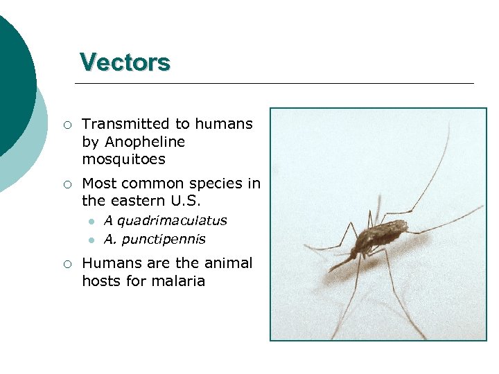 Vectors ¡ Transmitted to humans by Anopheline mosquitoes ¡ Most common species in the