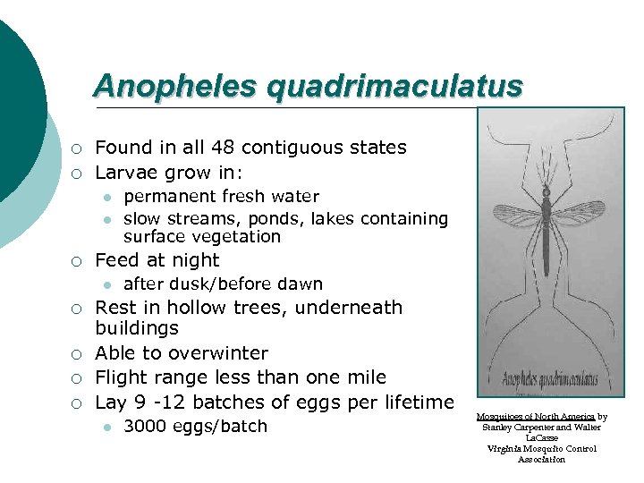 Anopheles quadrimaculatus ¡ ¡ Found in all 48 contiguous states Larvae grow in: l
