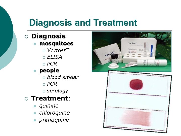 Diagnosis and Treatment ¡ Diagnosis: Diagnosis l l ¡ mosquitoes ¡ Vectest™ ¡ ELISA