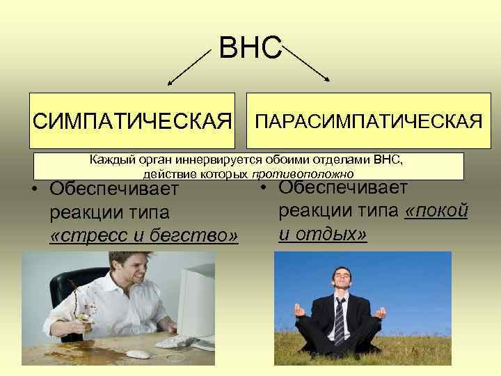 ВНС СИМПАТИЧЕСКАЯ ПАРАСИМПАТИЧЕСКАЯ Каждый орган иннервируется обоими отделами ВНС, действие которых противоположно • Обеспечивает