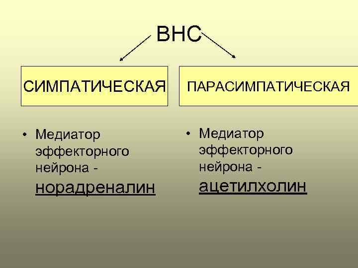 ВНС СИМПАТИЧЕСКАЯ ПАРАСИМПАТИЧЕСКАЯ • Медиатор эффекторного нейрона - норадреналин ацетилхолин 