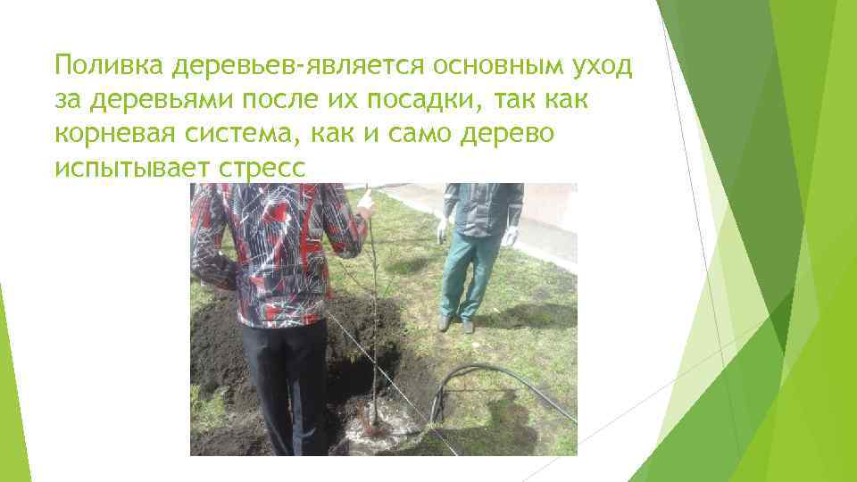 Поливка деревьев-является основным уход за деревьями после их посадки, так корневая система, как и