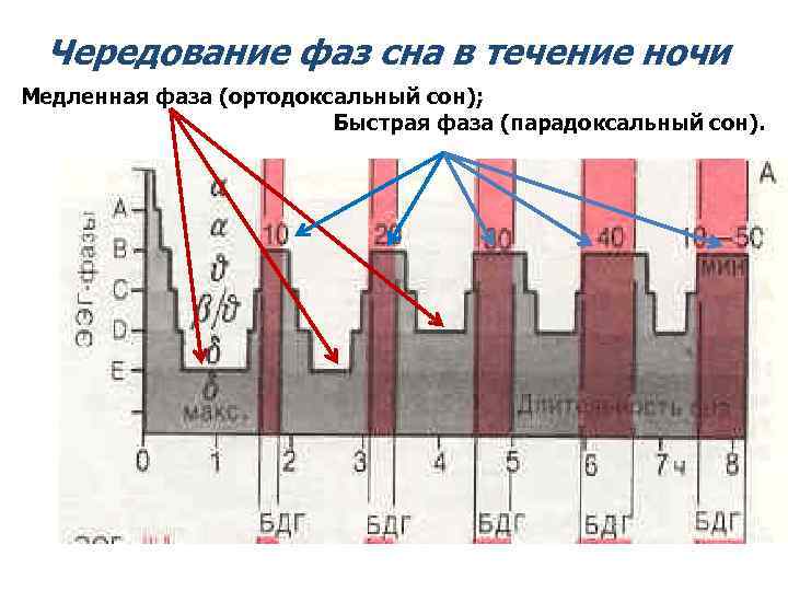 Чередование фаз сна в течение ночи Медленная фаза (ортодоксальный сон); Быстрая фаза (парадоксальный сон).