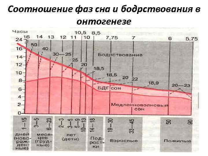 Соотношение фаз сна и бодрствования в онтогенезе 