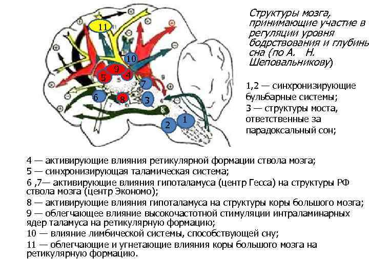 Состав мозгов