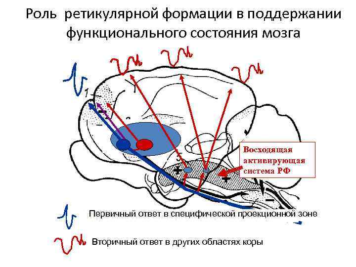 Ретикулярная формация фото