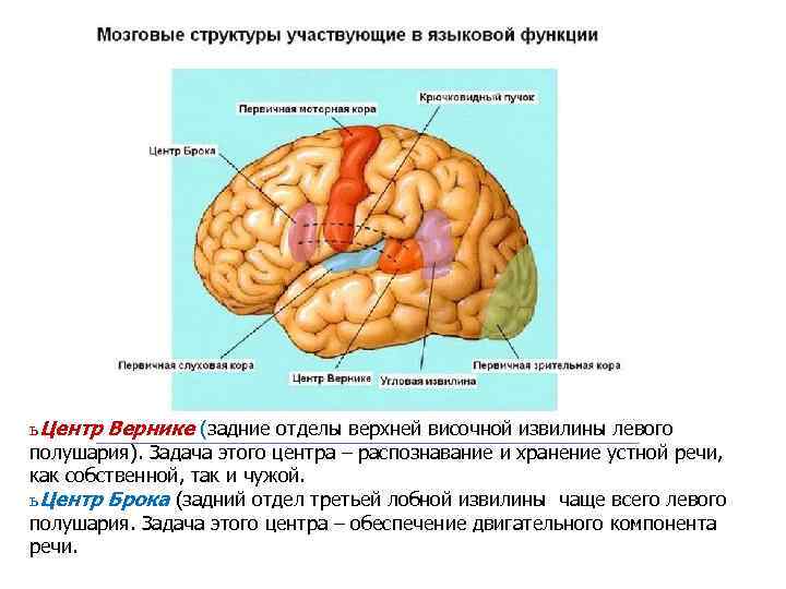 ь Центр Вернике (задние отделы верхней височной извилины левого полушария). Задача этого центра –