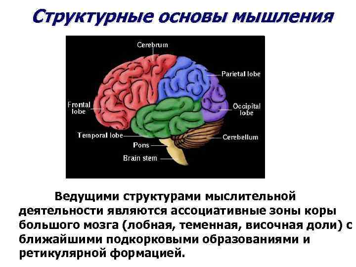 Структурные основы мышления Ведущими структурами мыслительной деятельности являются ассоциативные зоны коры большого мозга (лобная,