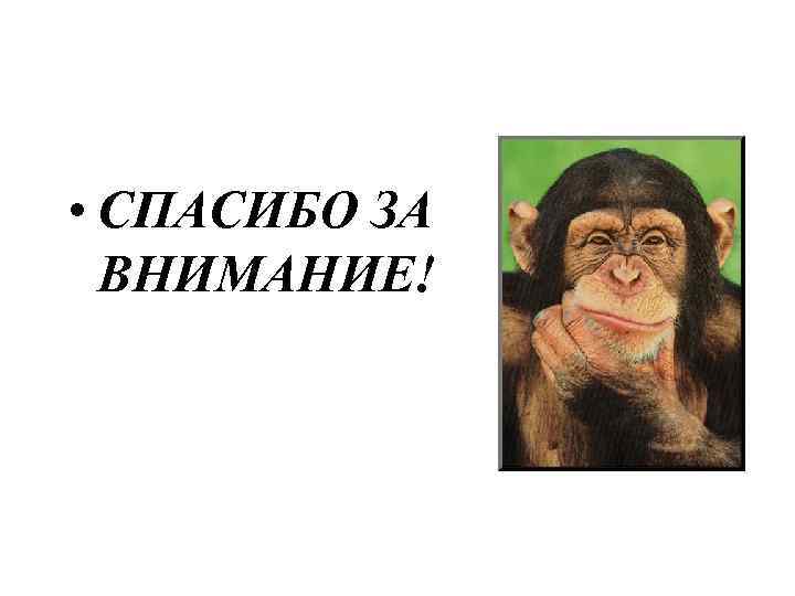  • СПАСИБО ЗА ВНИМАНИЕ! 
