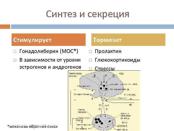 Синтез и секреция Стимулирует Гонадолиберин (МОС*) В зависимости от уровня эстрогенов и андрогенов *механизм