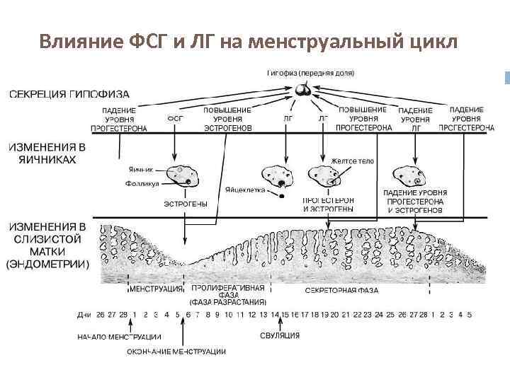 Влияние ФСГ и ЛГ на менструальный цикл 