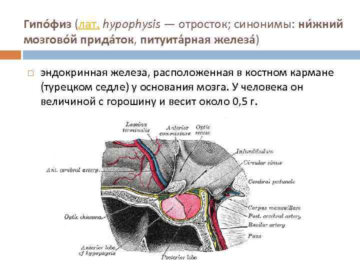 Гипо физ (лат. hypophysis — отросток; синонимы: ни жний мозгово й прида ток, питуита