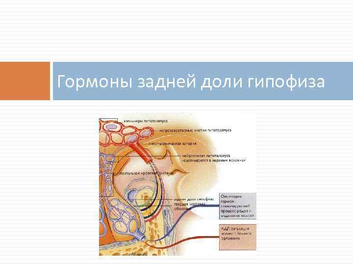 Гормоны задней доли гипофиза 