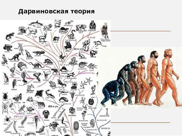 Дарвиновская теория 