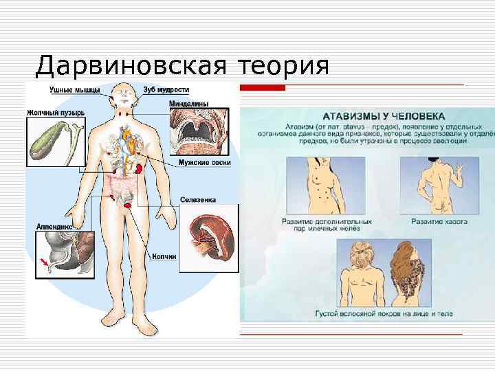 Дарвиновская теория 