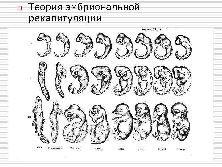 o Теория эмбриональной рекапитуляции 