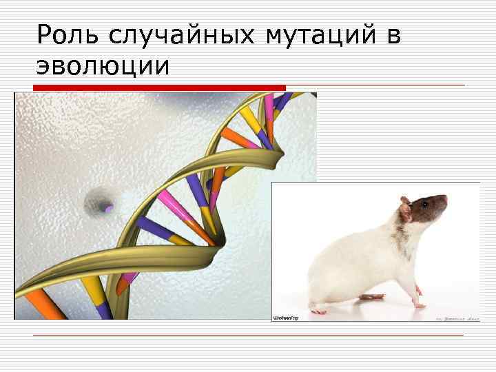 Роль случайных мутаций в эволюции 