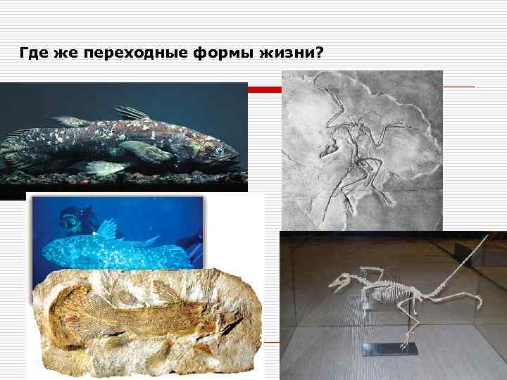 Где же переходные формы жизни? 