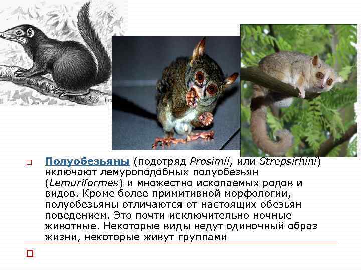  o o o Полуобезьяны (подотряд Prosimii, или Strepsirhini) включают лемуроподобных полуобезьян (Lemuriformes) и