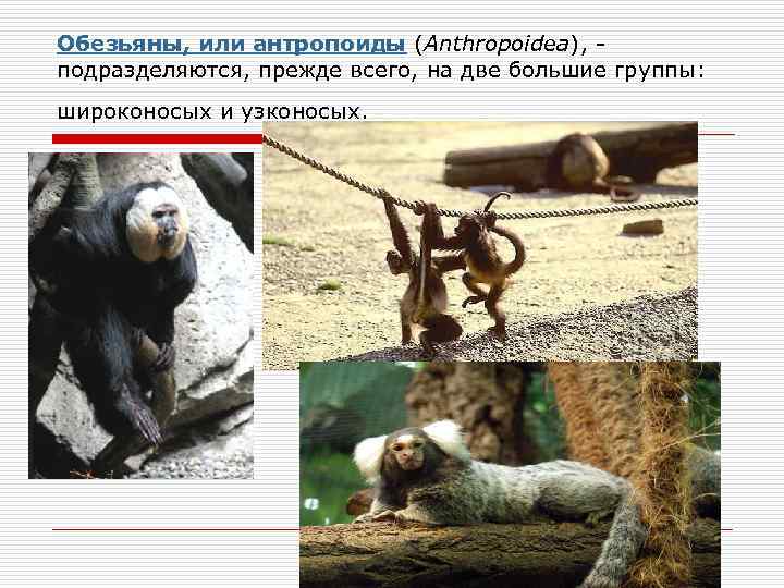 Обезьяны, или антропоиды (Anthropoidea), - подразделяются, прежде всего, на две большие группы: широконосых и