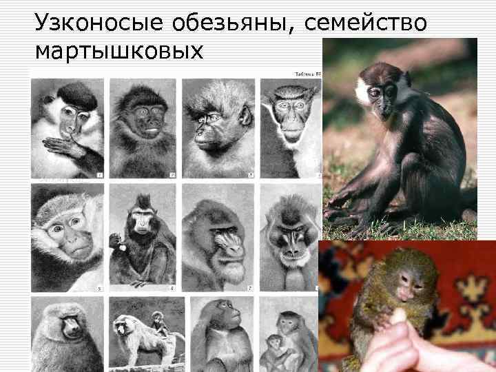Узконосые обезьяны, семейство мартышковых 