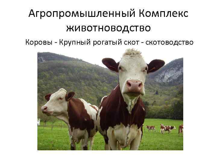 Агропромышленный Комплекс животноводство Коровы - Крупный рогатый скот - скотоводство 
