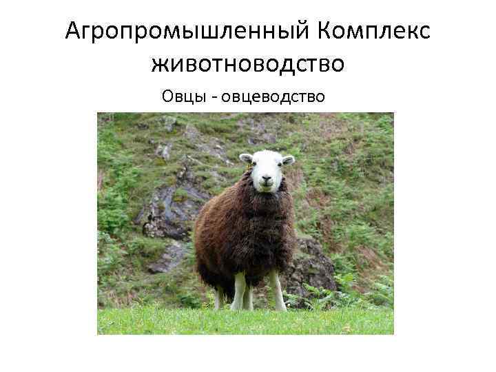 Агропромышленный Комплекс животноводство Овцы - овцеводство 