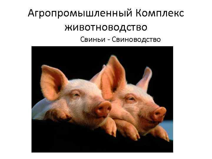Агропромышленный Комплекс животноводство Свиньи - Свиноводство 