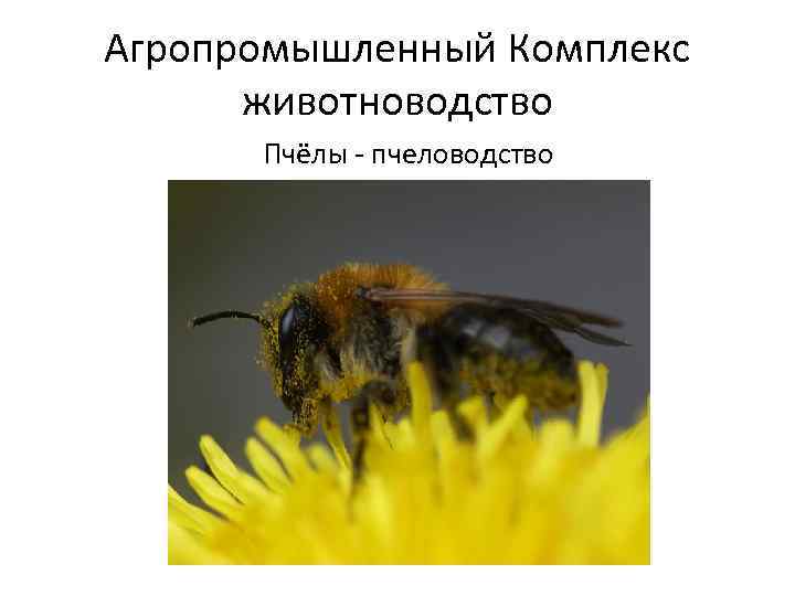 Агропромышленный Комплекс животноводство Пчёлы - пчеловодство 