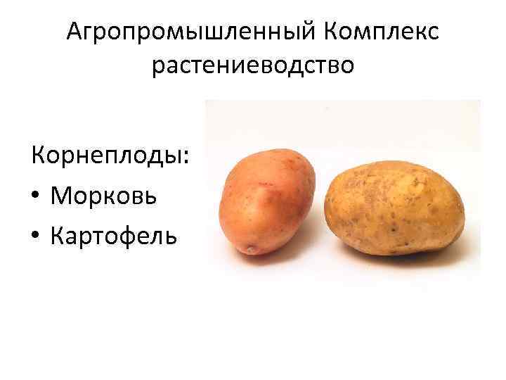 Агропромышленный Комплекс растениеводство Корнеплоды: • Морковь • Картофель 