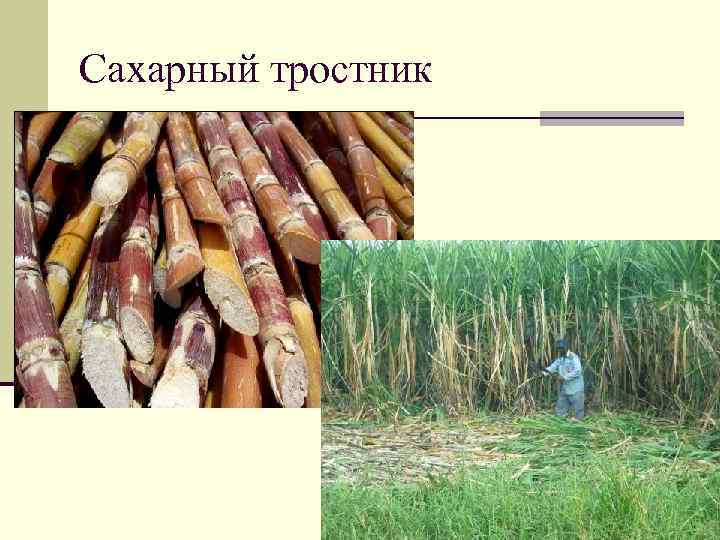 Сахарный тростник 