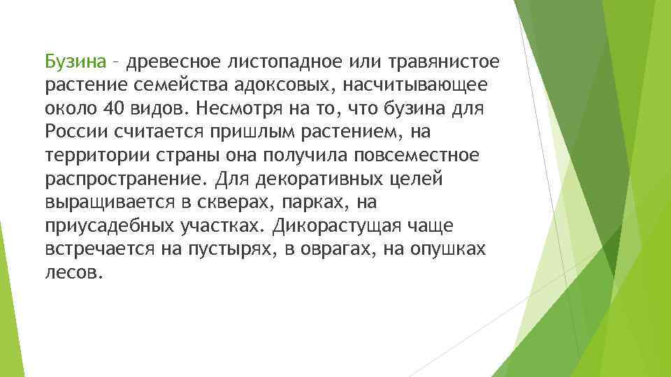 Бузина – древесное листопадное или травянистое растение семейства адоксовых, насчитывающее около 40 видов. Несмотря